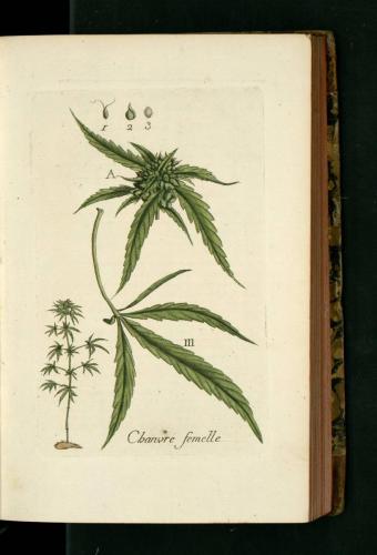 cbdsuisse-cbd-cannabisculture-cbdlife-cannabismedicinal-swisscbd-cannabis-marijuana-weed-hemp-swisscannabis-cannabislegal-swissmade-medicalmarijuana-cbdhemp-cbdhanf-swisshemp-20